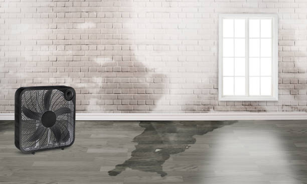 Best Flood damage cleanup  in Westwood, PA